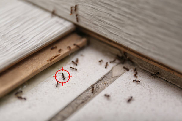 Best Best Pest Control Companies  in Fairmont, WV